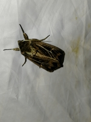 Mythimna velutina