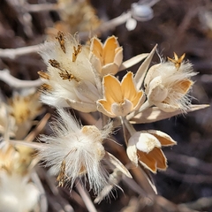 Tetradymia comosa