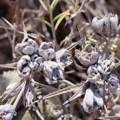 Tetradymia comosa