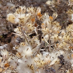 Tetradymia comosa