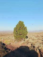 Juniperus occidentalis