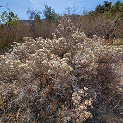 Tetradymia comosa