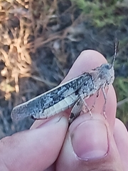 Cratypedes neglectus