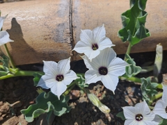 Exodeconus maritimus