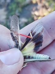 Cratypedes neglectus