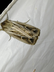 Mythimna velutina