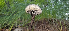 Strobilomyces confusus