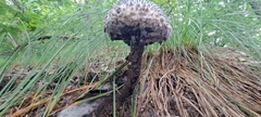 Strobilomyces confusus