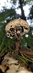 Strobilomyces confusus