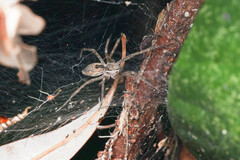 Dendrolycosa icadia