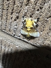 Megalopyge bissesa