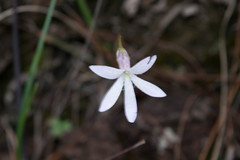 Pinguicula parvifolia