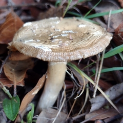Amanita junquillea