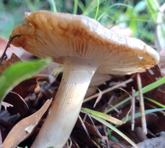 Amanita junquillea