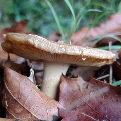 Amanita junquillea