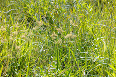 Cyperus pilosus