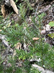 Taxus floridana
