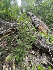 Taxus floridana
