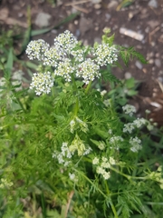 Sphallerocarpus gracilis