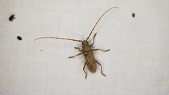 Eburia mutica
