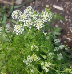 Sphallerocarpus gracilis