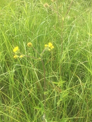 Geum macrophyllum perincisum