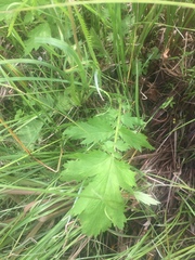 Geum macrophyllum perincisum