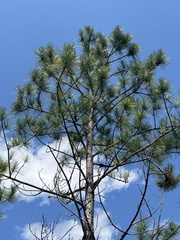 Pinus elliottii elliottii