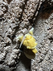 Megalopyge bissesa