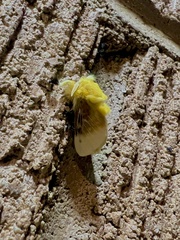 Megalopyge bissesa
