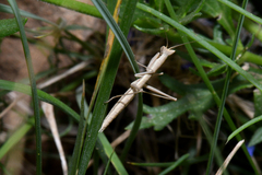 Yersiniops solitarius