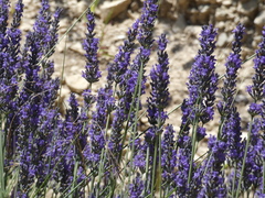 Lavandula angustifolia