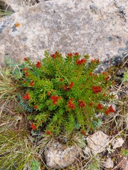 Rhodiola quadrifida