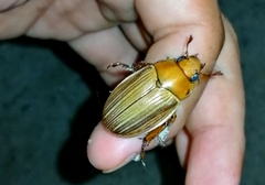 Pelidnota strigosa
