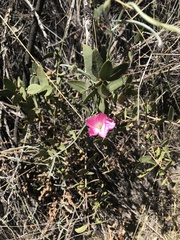 Convolvulus chilensis