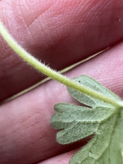 Geranium gardneri