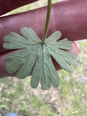 Geranium gardneri