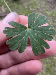 Geranium gardneri
