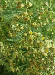 Artemisia macrocephala