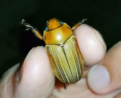 Pelidnota strigosa