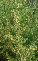 Artemisia macrocephala