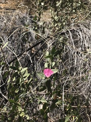 Convolvulus chilensis