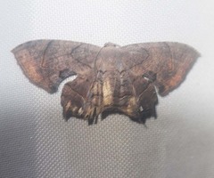 Dysaethria subflavida