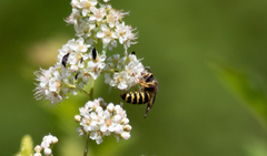 Dolichovespula norvegicoides