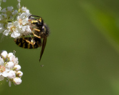 Dolichovespula norvegicoides