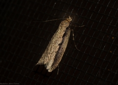 Leptocroca sanguinolenta