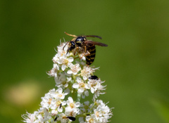 Dolichovespula norvegicoides
