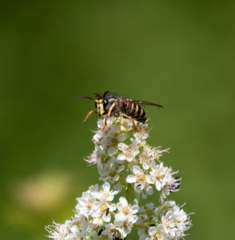 Dolichovespula norvegicoides