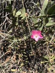 Convolvulus chilensis