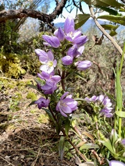 Gentianella foliosa